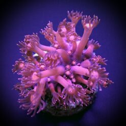 Goniopora spp. (Pink) (frag) | FRAG