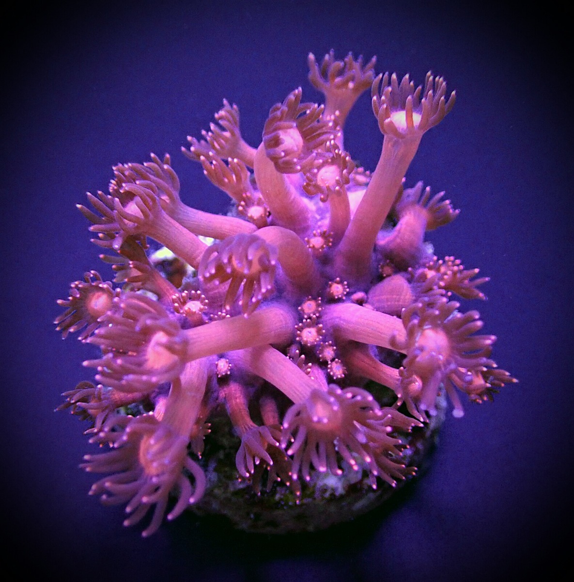 Goniopora spp. (Pink) (frag) | FRAG