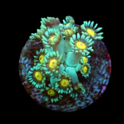 Goniopora spp. (Orange Center) (frag) | FRAG