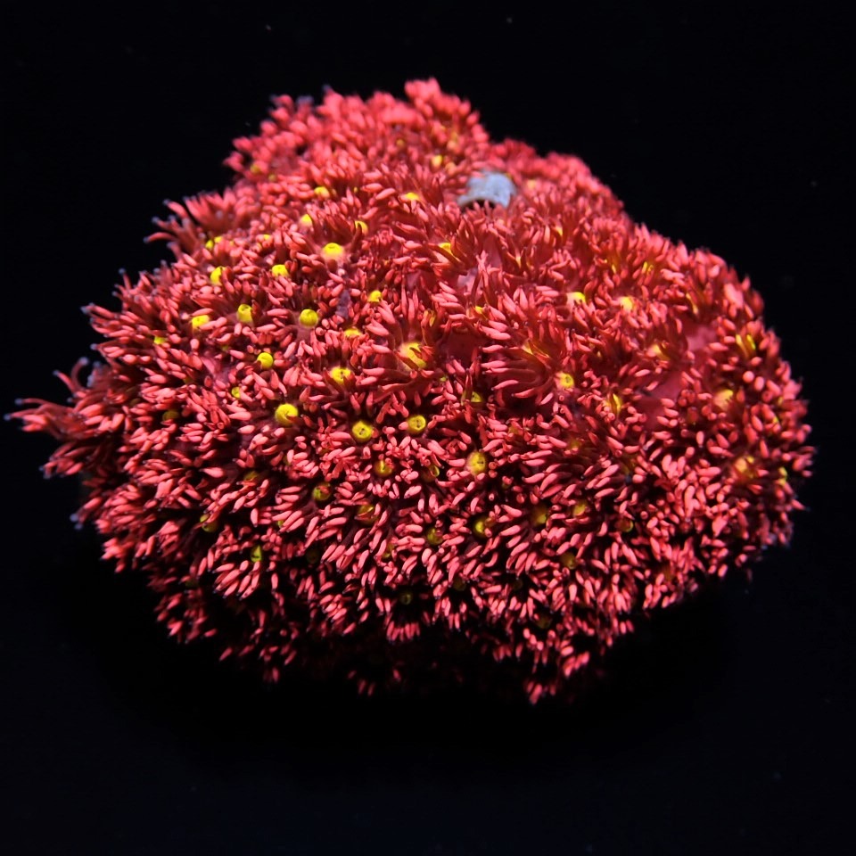 Goniopora spp. (Red-Yellow-Green Center) | XXXL