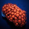 Goniopora spp. (Red) (Ultra) | T