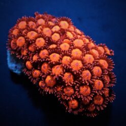 Goniopora spp. (Red) (Ultra) | M