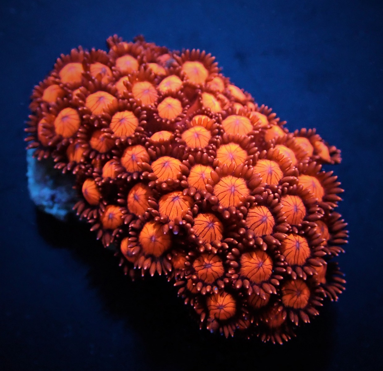 Goniopora spp. (Red) (Ultra) | M