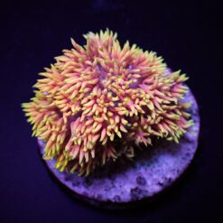 Goniopora spp. (Special Selected) (frag) | FRAG