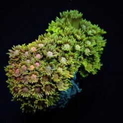 Goniopora spp. (Ultra) | S