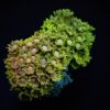 Goniopora spp. (Ultra) | M