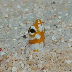 Gorgasia preclara | All sizes