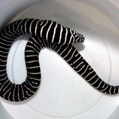 Gymnomuraena zebra | M/L