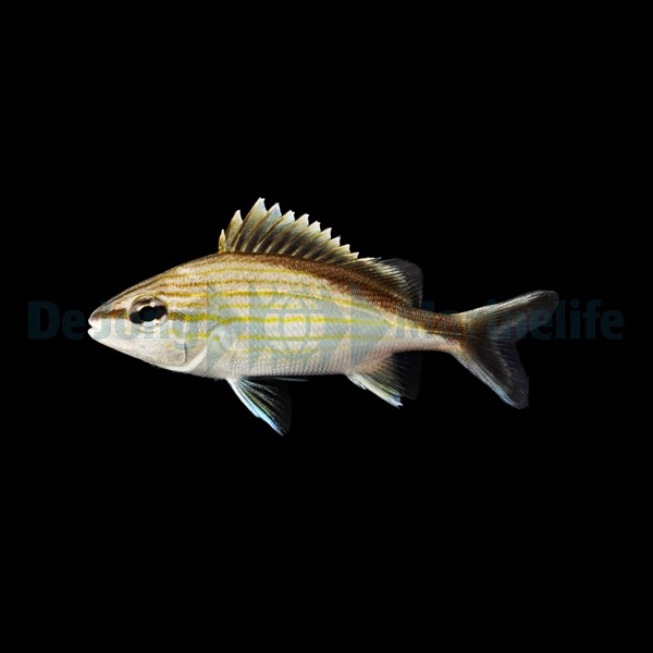 Haemulon melanurum - T.B. | L