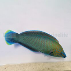 Halichoeres leucurus (male) | All sizes