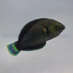 Halichoeres marginatus | M