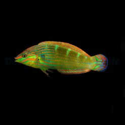 Halichoeres melanurus | L