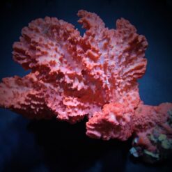 Haliclona spp. (Orange) | L