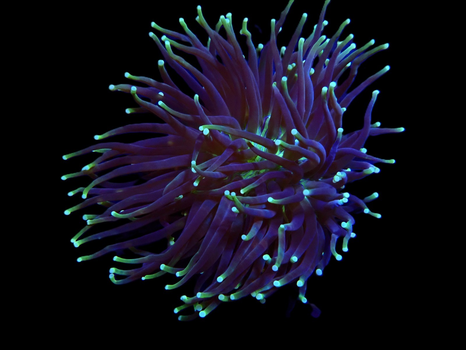 Heliofungia actiniformis (Two Tone) | XL