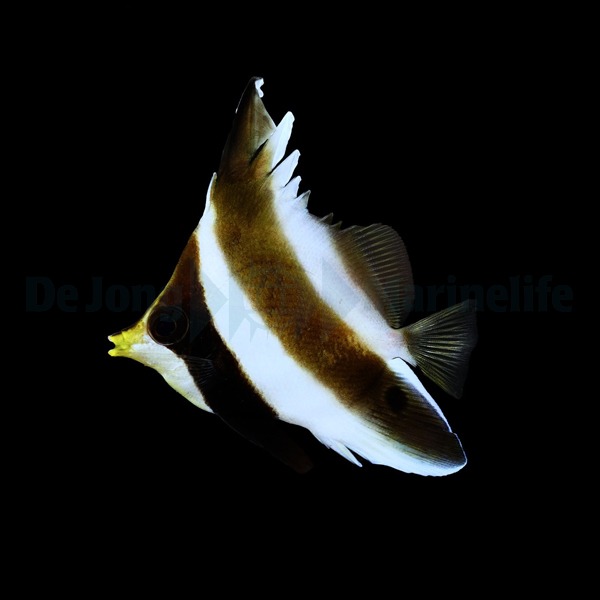 Heniochus chrysostomus | M