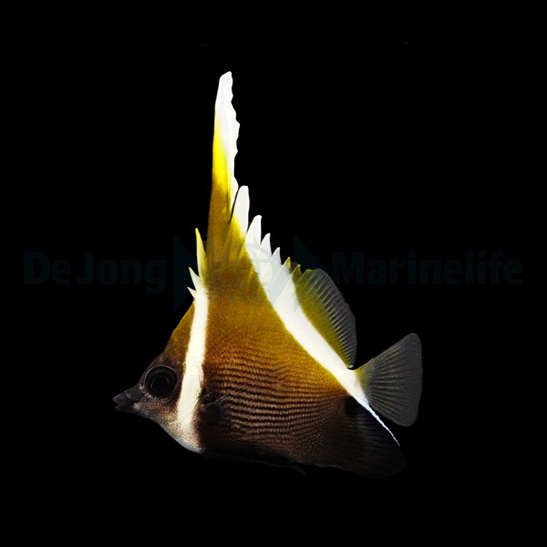 Heniochus varius | L