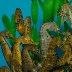 Hippocampus abdominalis (female) - T.B. (Temperate water) | M/L