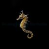 Hippocampus erectus - DJM Bred | All sizes