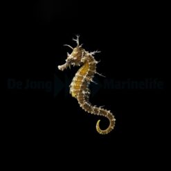 Hippocampus erectus - DJM Bred | All sizes