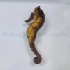 Hippocampus kuda (Yellowish) - T.B. | All sizes