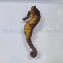 Hippocampus kuda (Yellowish) - T.B. | All sizes
