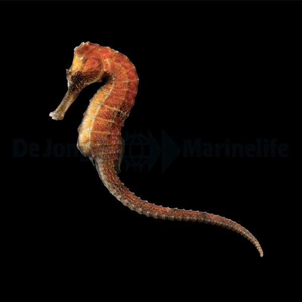 Hippocampus reidi (Orangish) - T.B. | All sizes