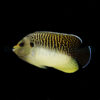 Apolemichthys Kingi | Size M