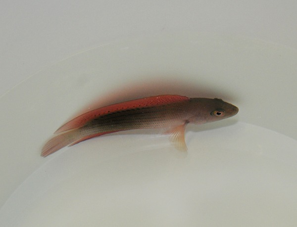 Labracinus cyclophthalmus | All sizes