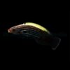 Labropsis xanthonota | All sizes