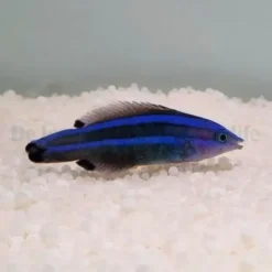 Larabicus quadrilineatus | All sizes