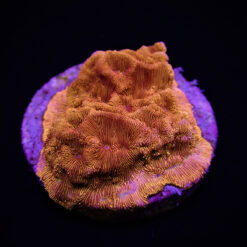 Leptoseris spp. (Ultra) (frag) | FRAG