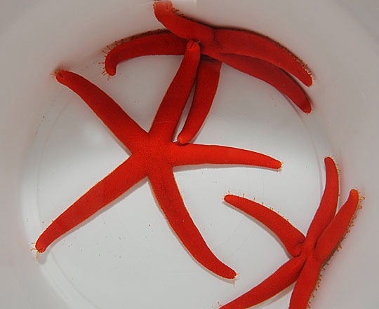 Linckia spp. (Orange-Red) | All sizes