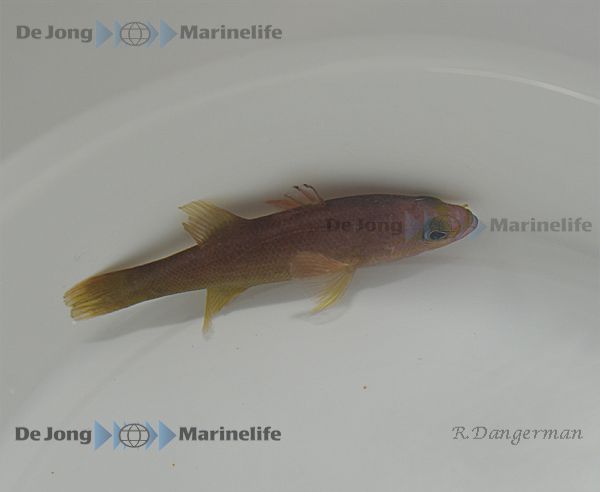 Liopropoma mitratum | All sizes