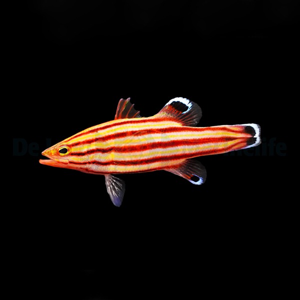 Liopropoma rubre | All sizes