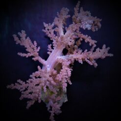 Lithophyton spp. | L