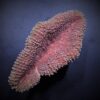 Lobophyllia spp. (Common) | S