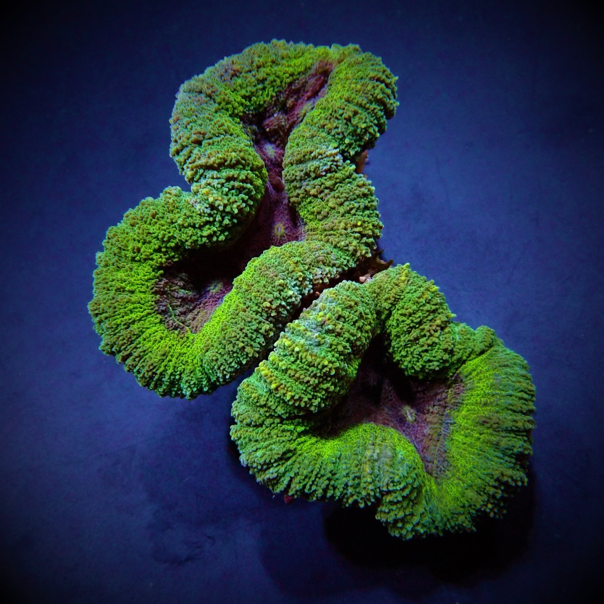 Lobophyllia spp. (Green) (Premium) | S