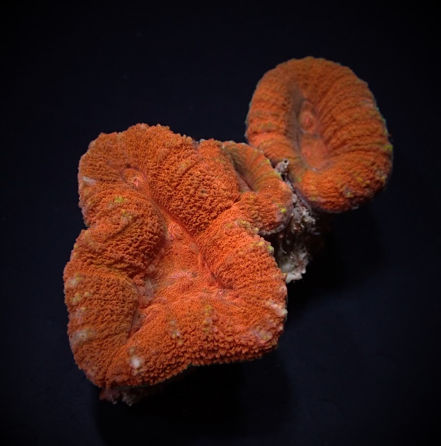 Lobophyllia spp. (Orange-Red) | XL