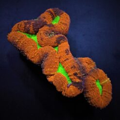 Lobophyllia spp. (Splitcolor) (Premium) | L