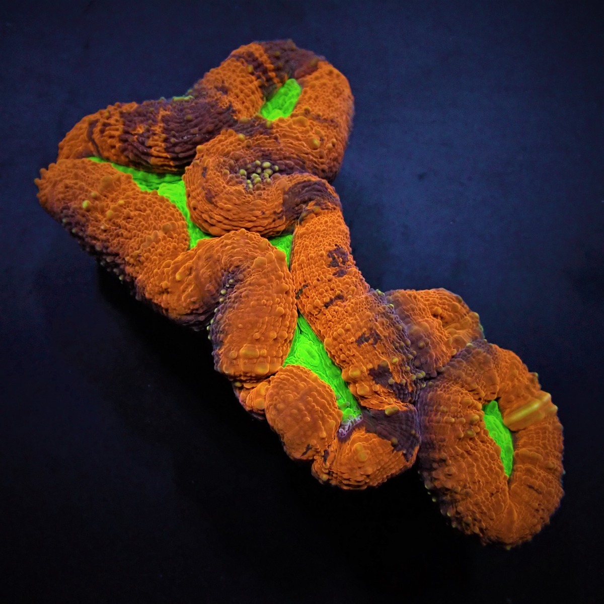 Lobophyllia spp. (Splitcolor) (Premium) | L