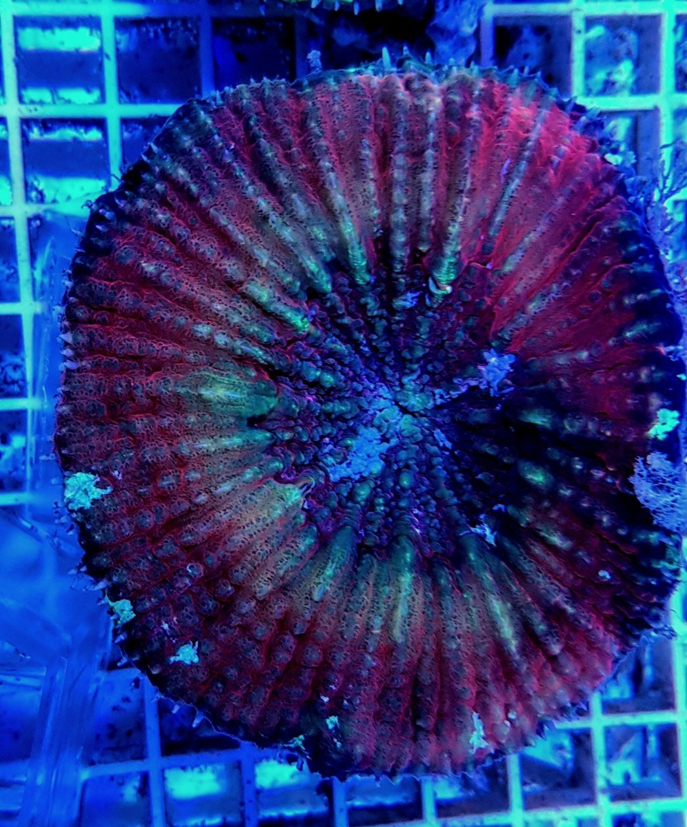 Lobophyllia vitiensis (Assorted Colors) | M