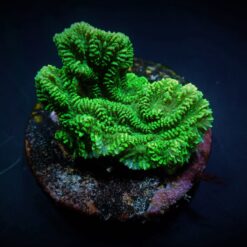 Merulina ampliata (Green) (frag) | FRAG