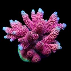 Acropora millepora (Red-Pink) | M