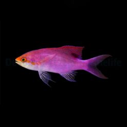 Mirolabrichthys tuka (male) | All sizes