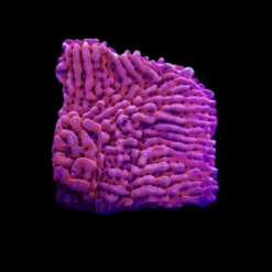 Montipora danae (JF Mean Streak) (frag) | FRAG