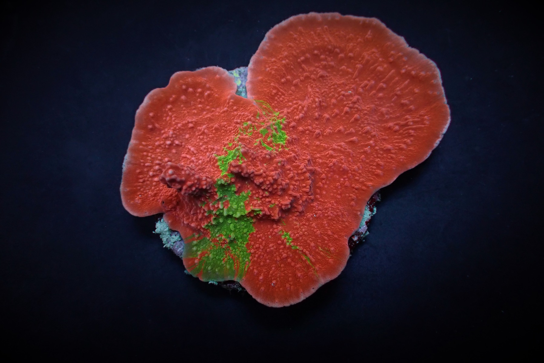 Montipora foliosa (Grafted) | S