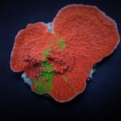 Montipora foliosa (Grafted) | T