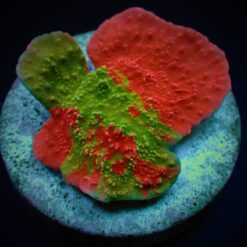 Montipora foliosa (Grafted) (frag) | FRAG