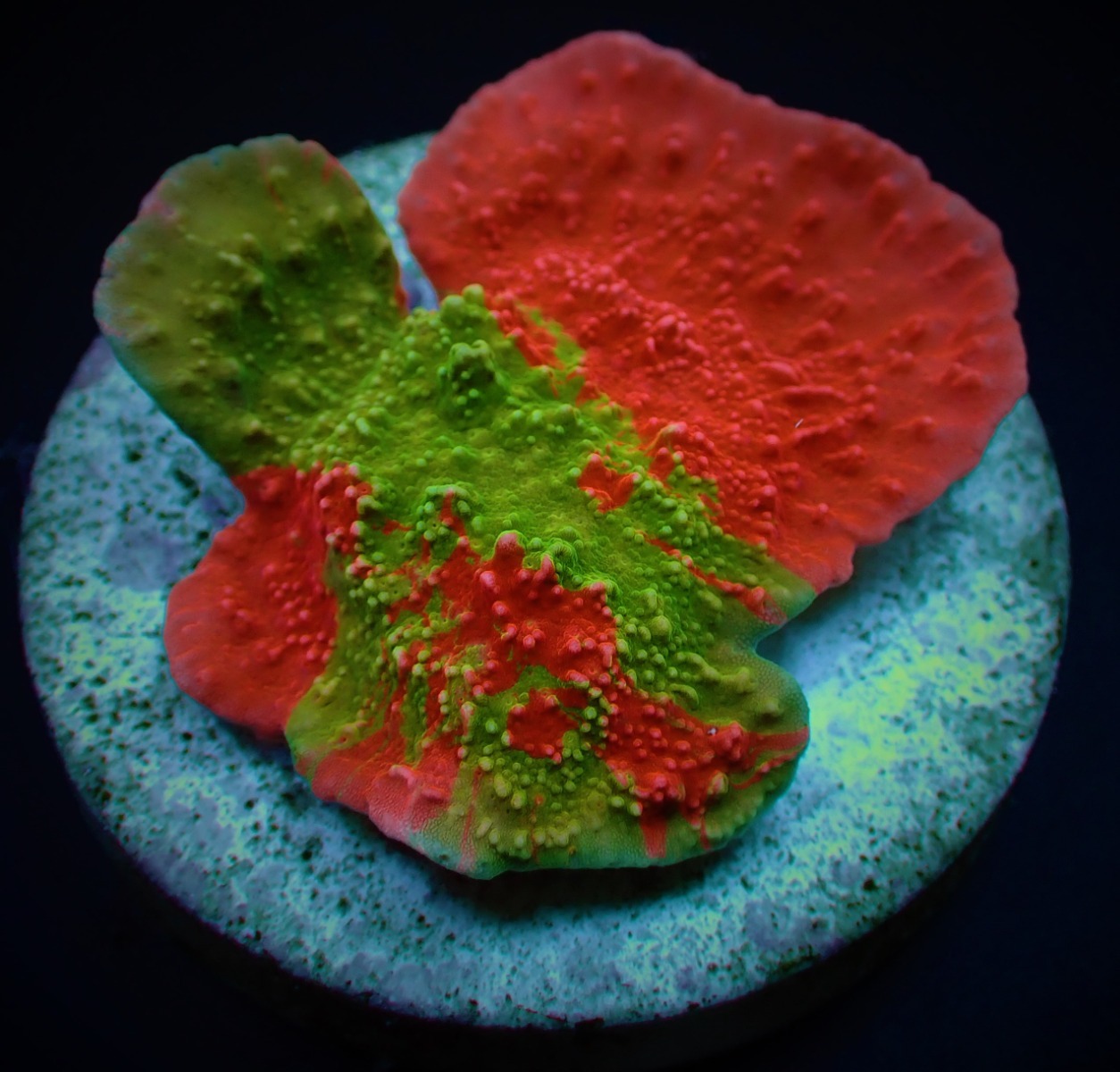 Montipora foliosa (Grafted) (frag) | FRAG