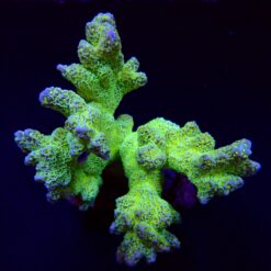 Montipora malampaya | L